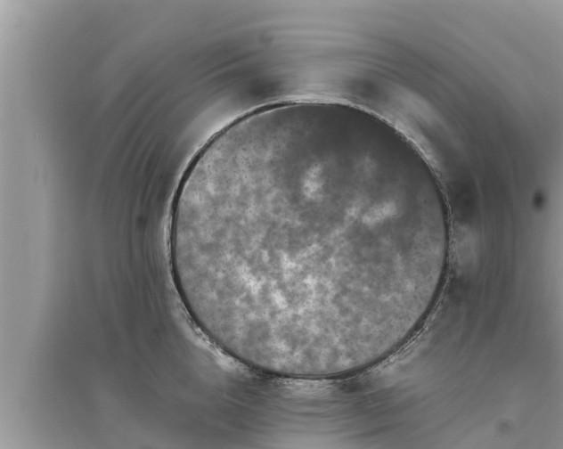 X0000095540856200712211346