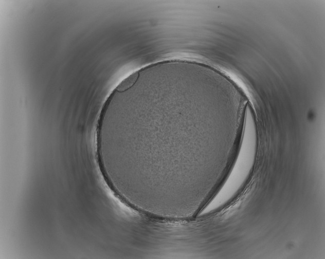 X0000095540999200712211343