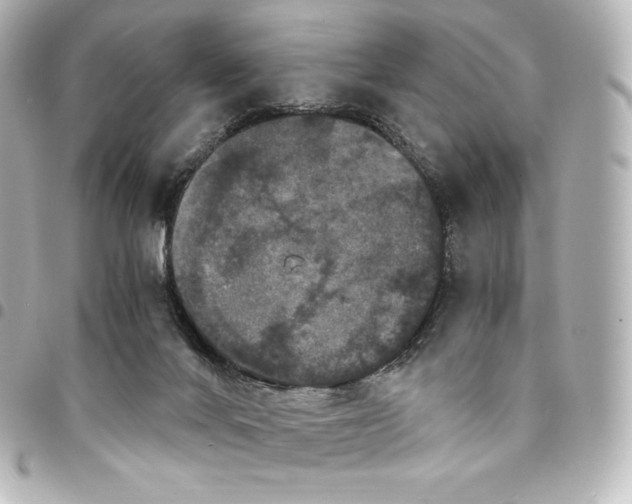 X0000095540024200712281554