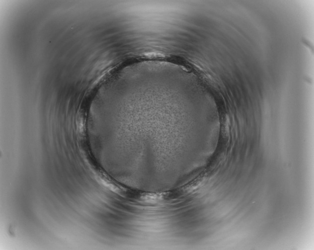 X0000095540084200712281554