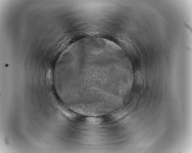 X0000095540234200712281551