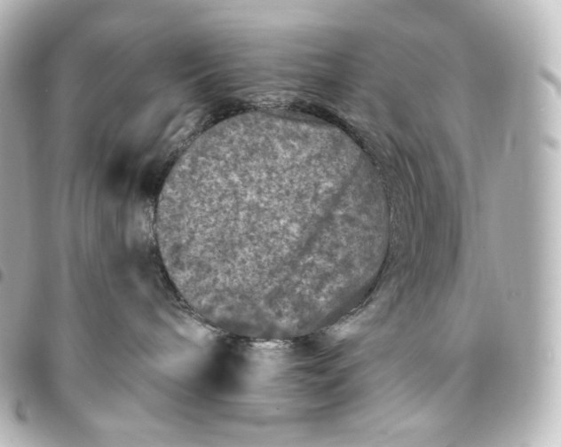 X0000095540240200712281551