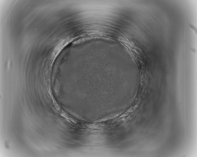 X0000095540241200712281550