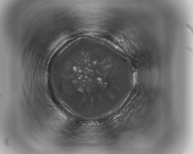 X0000095540243200712281550