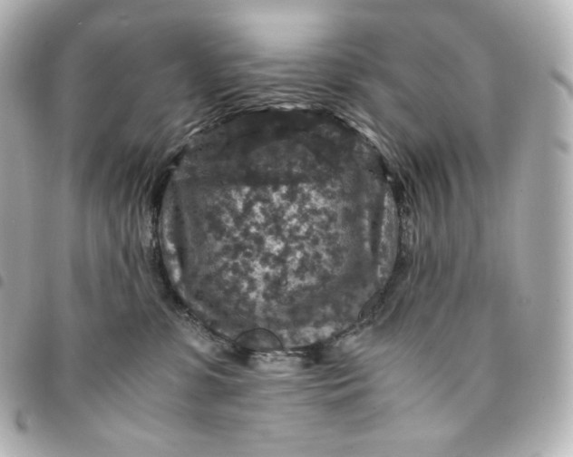 X0000095540331200712281550