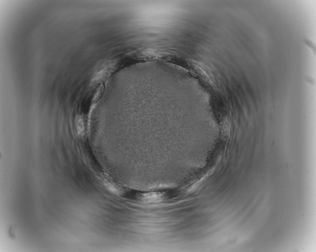 X0000095540335200712281550