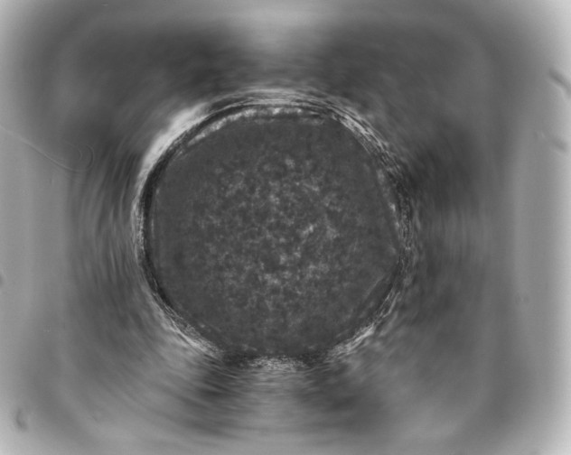 X0000095540343200712281549