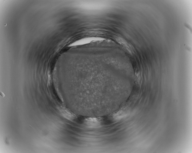 X0000095540381200712281550