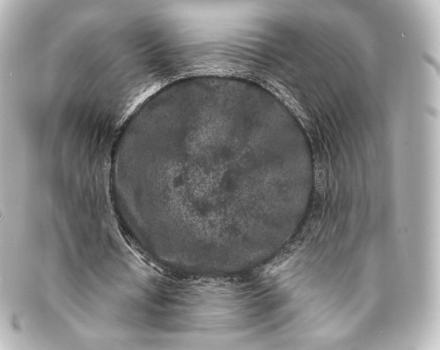 X0000095540434200712281547