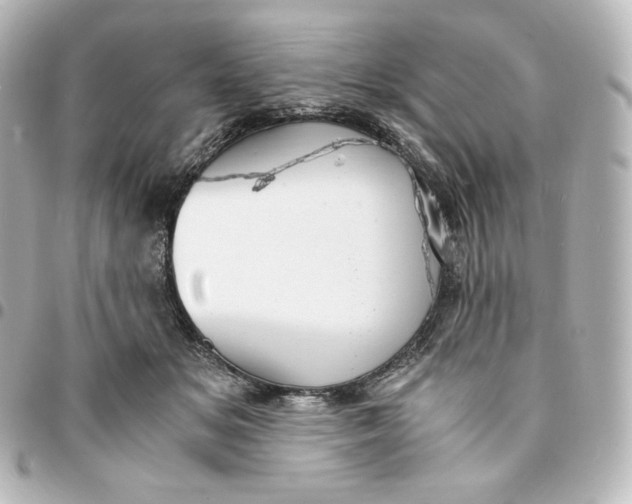 X0000095540509200712281547