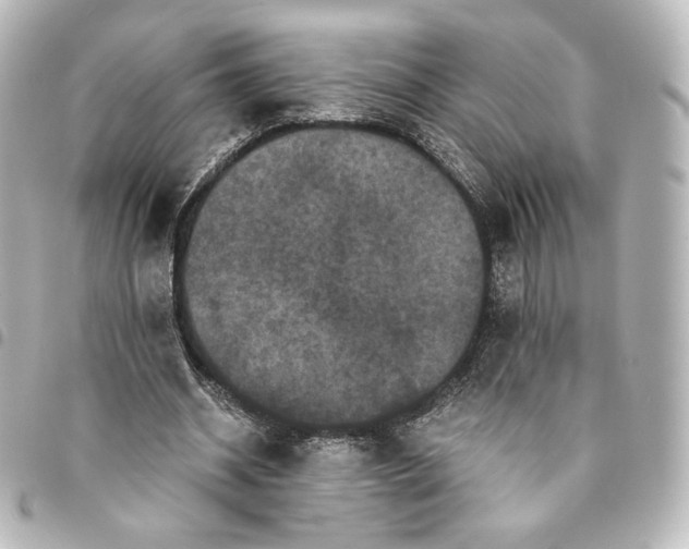 X0000095540534200712281546