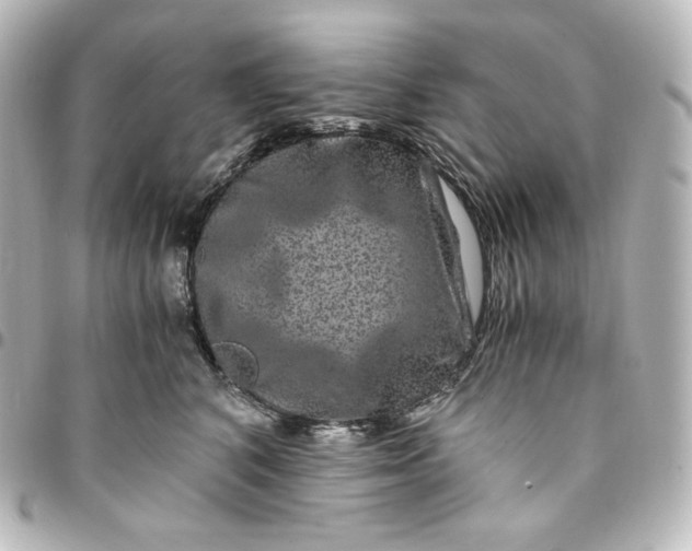 X0000095540616200712281546