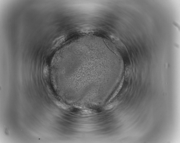 X0000095540623200712281545