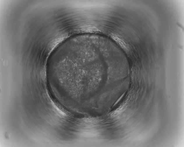 X0000095540630200712281545