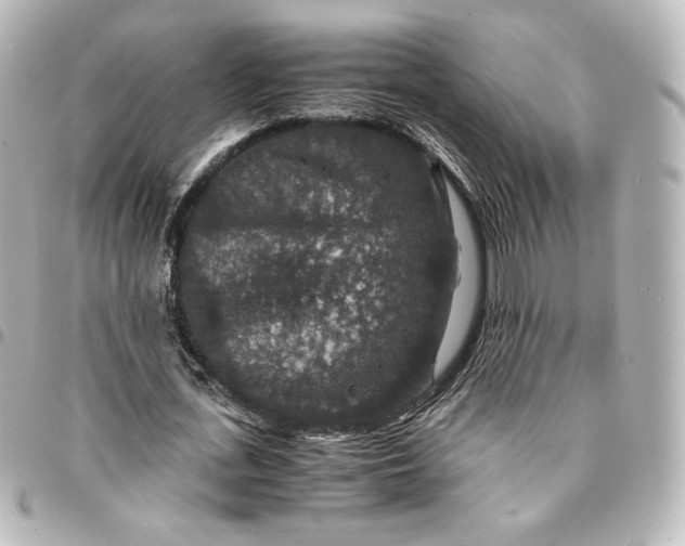 X0000095540723200712281543