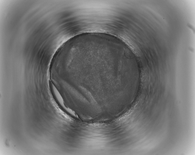 X0000095540840200712281542