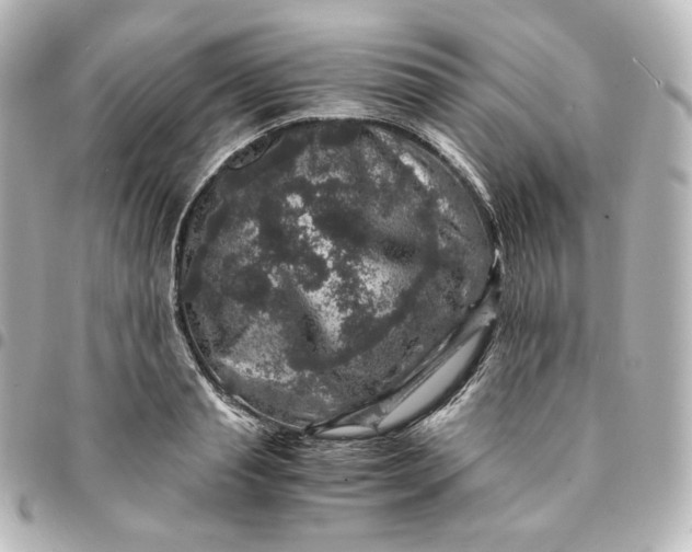 X0000095540845200712281542