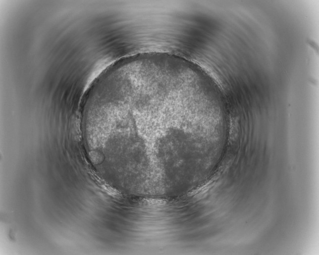 X0000095540878200712281542