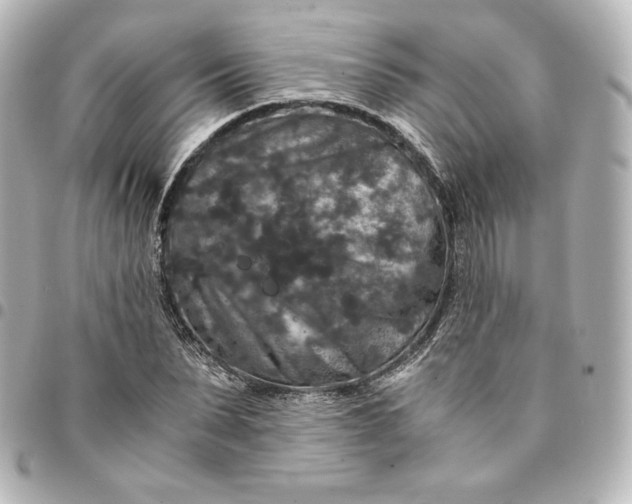 X0000095540879200712281542