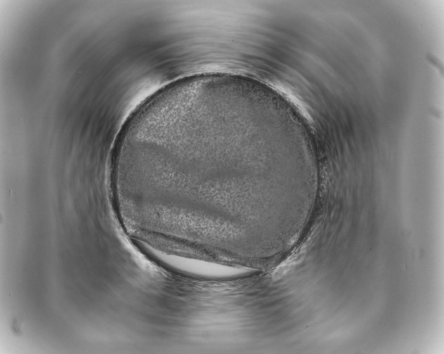 X0000095540991200712281540