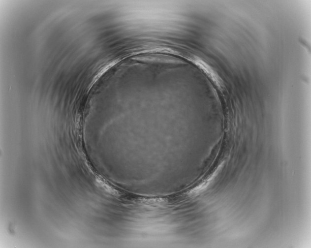 X0000095541001200712281540