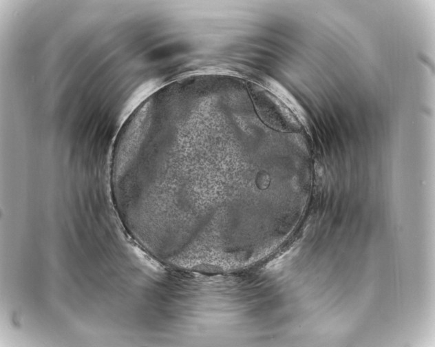 X0000095541002200712281540