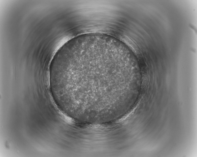 X0000095541079200712281539