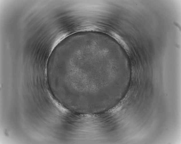 X0000095541234200712281537