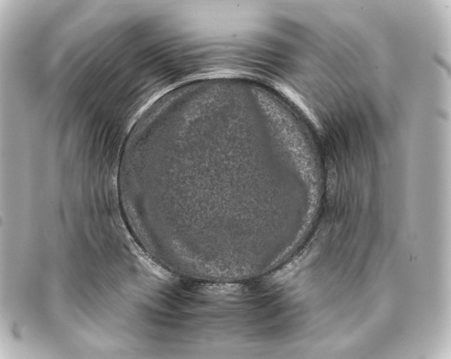 X0000095541417200712281534