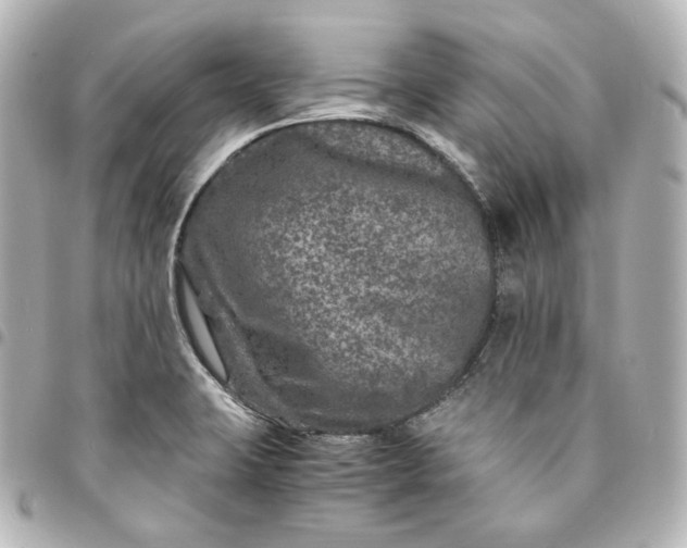 X0000095541423200712281534