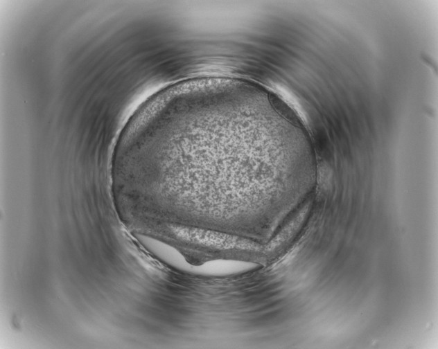 X0000095541435200712281534