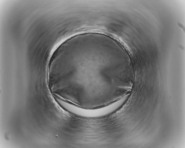 X0000095541520200712281532