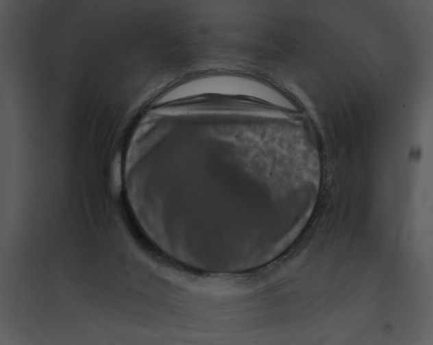 X0000095540020200801041319