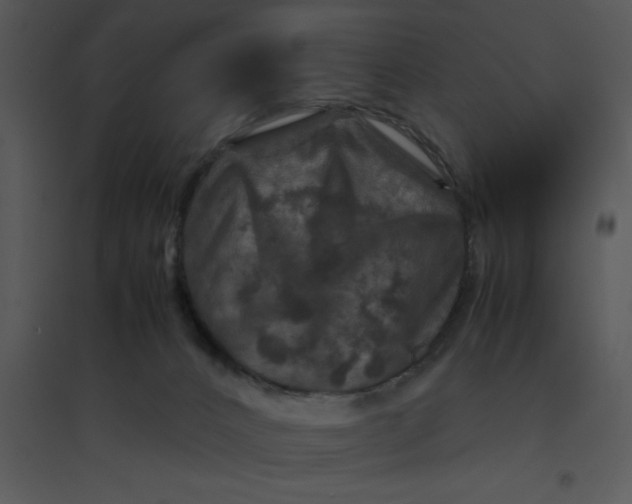 X0000095540032200801041319