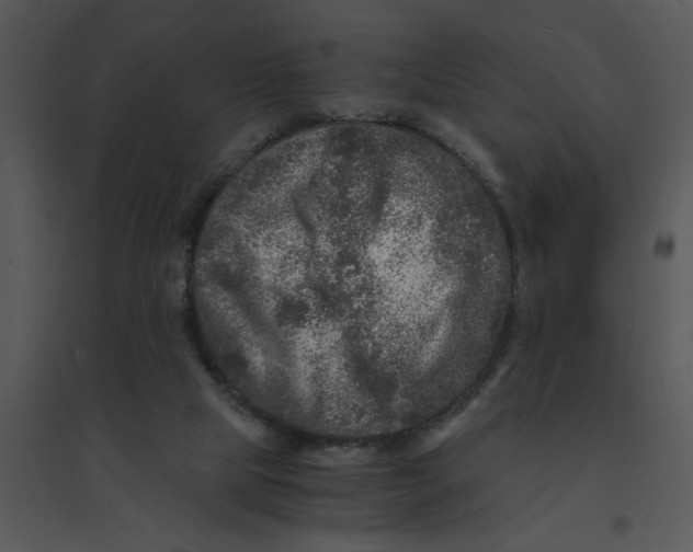 X0000095540065200801041318