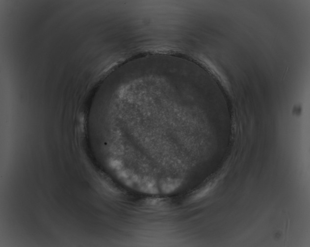 X0000095540117200801041318