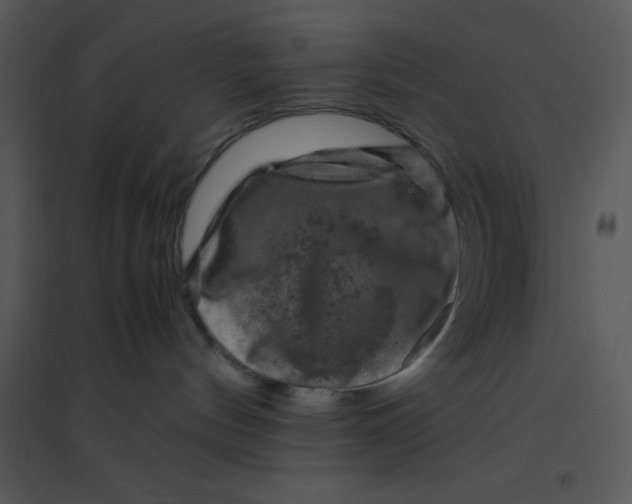 X0000095540144200801041317