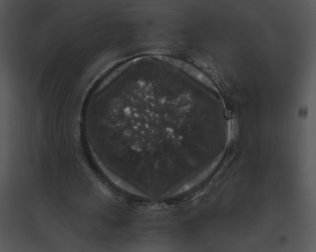 X0000095540243200801041315