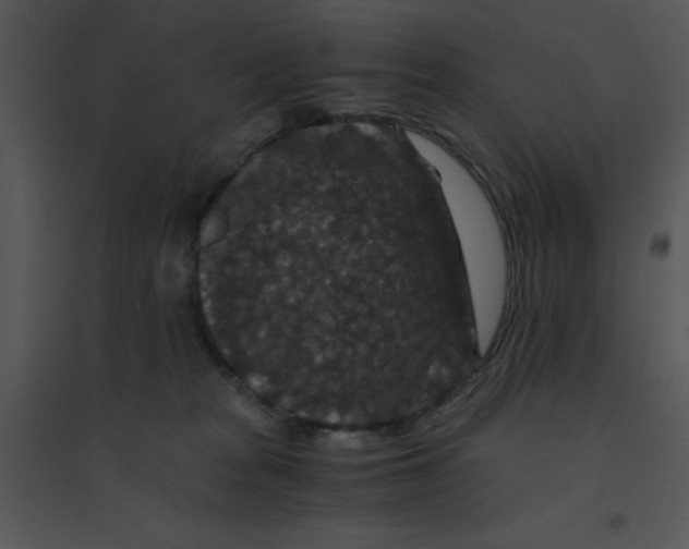 X0000095540277200801041316