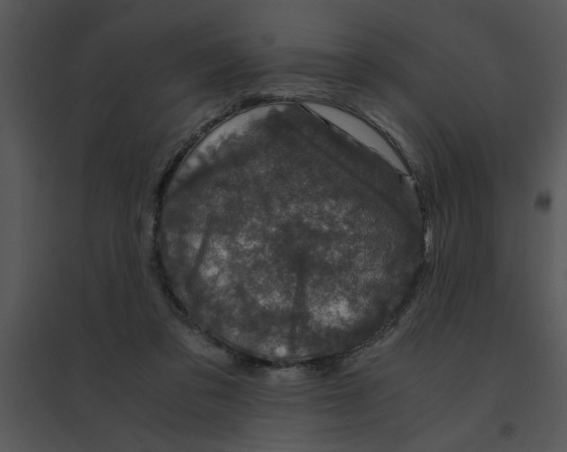 X0000095540309200801041315