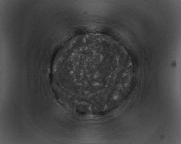 X0000095540319200801041315