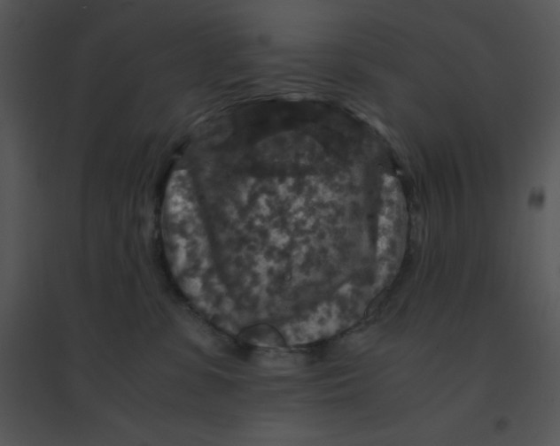 X0000095540331200801041315