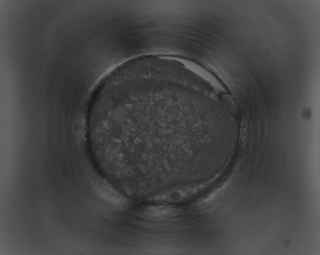 X0000095540351200801041314