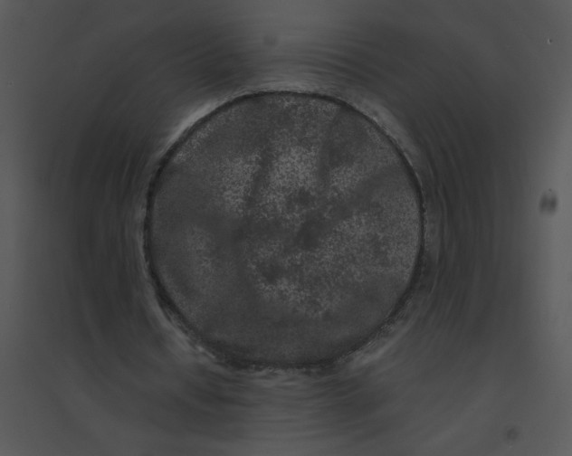 X0000095540434200801041312