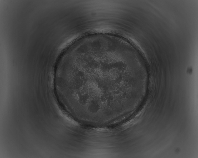 X0000095540446200801041313