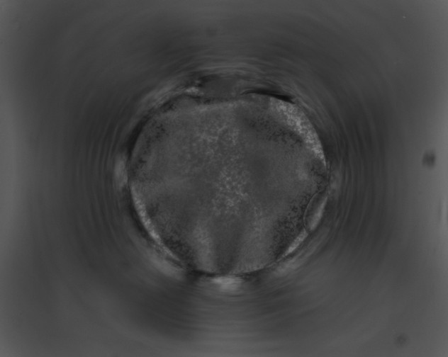 X0000095540478200801041313