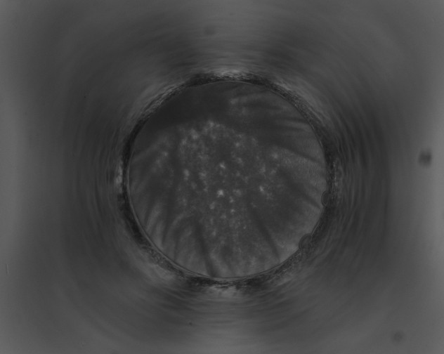 X0000095540502200801041312