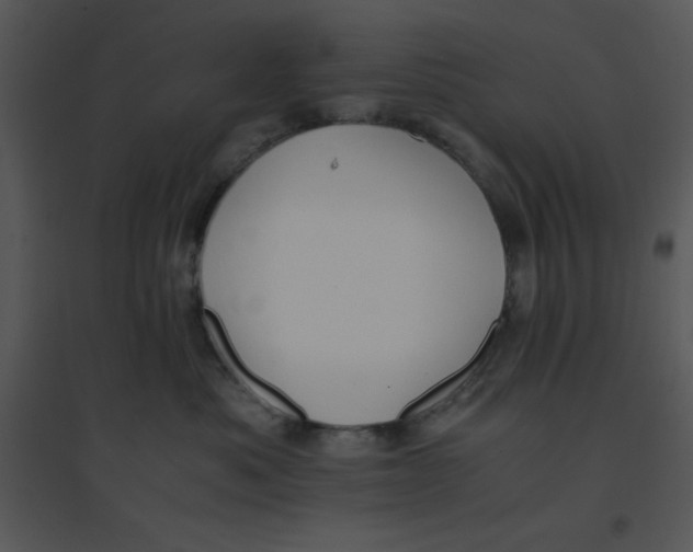 X0000095540525200801041312