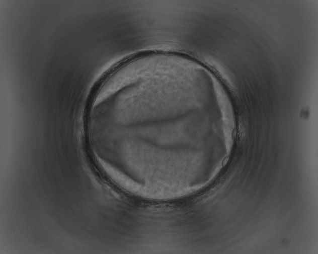 X0000095540532200801041311