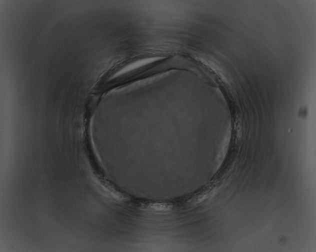 X0000095540546200801041311